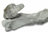 Wide, Unprepped Enrolled Isotelus Trilobite - Mt Orab, Ohio #248620-2